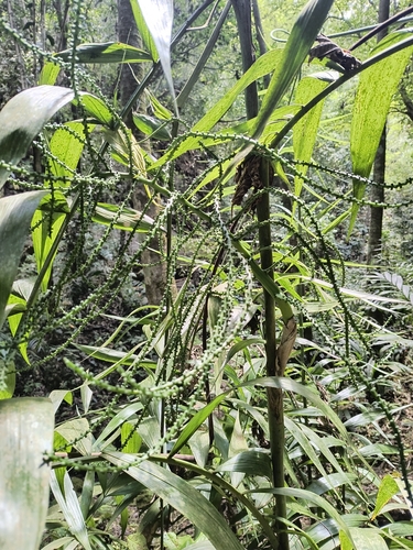 Camedórea Trepadeira Silvestre