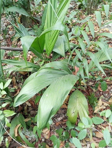 Camedórea Trepadeira Silvestre