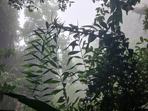 Camedórea Trepadeira Silvestre
