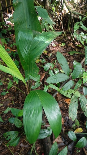 Camedórea Trepadeira Silvestre