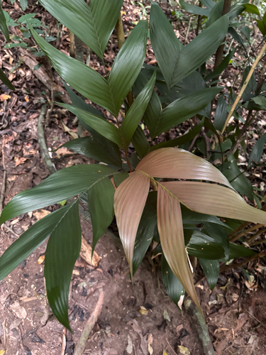 Palmeira Gamiova Sombreada