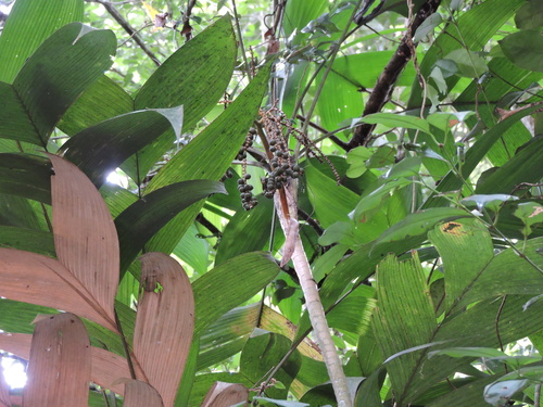 Palmeira Gamiova Sombreada