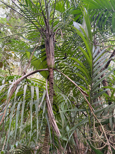 Palmeira Guaricanga de Floresta