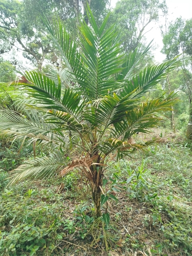Palmeira Guaricanga de Floresta