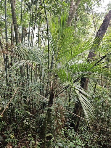 Palmeira Guaricanga de Floresta