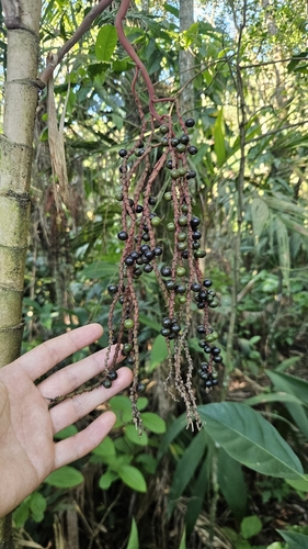 Palmeira Guaricanga de Floresta