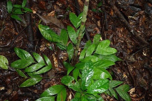 Guaricanga da Terra Firme