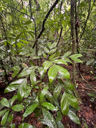 Guaricanga da Terra Firme