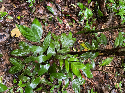 Guaricanga da Terra Firme