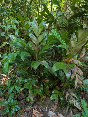 Guaricanga Elegante Sombreada