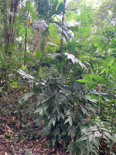 Guaricanga Elegante Sombreada