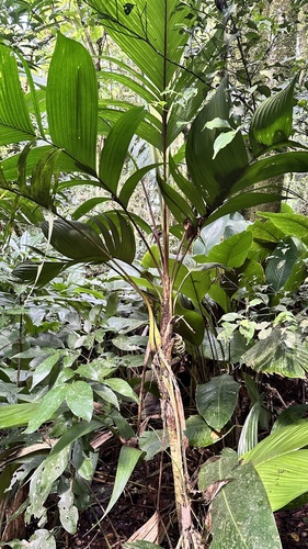 Guaricanga Elegante Sombreada