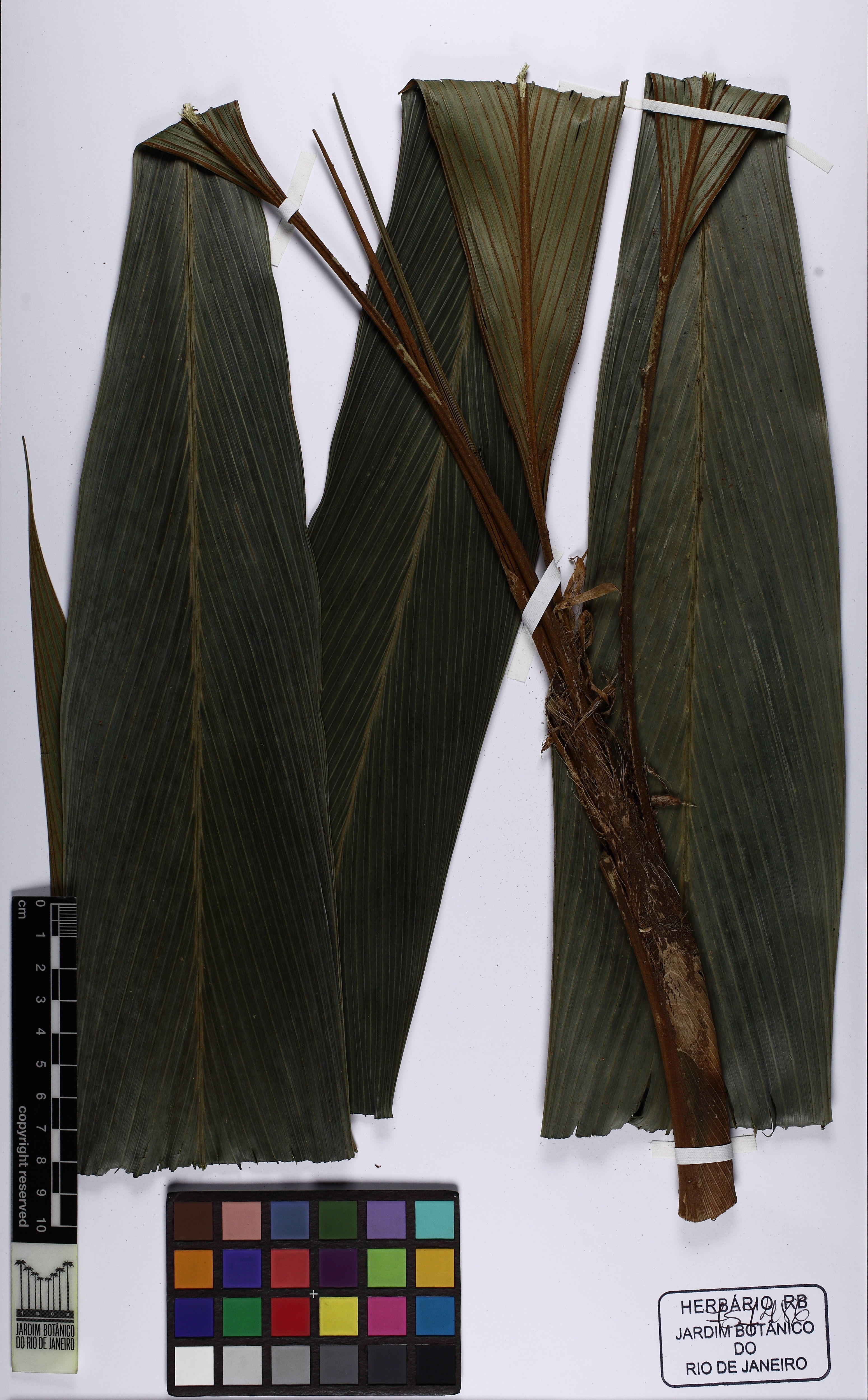 Geonoma de Poucas Flores