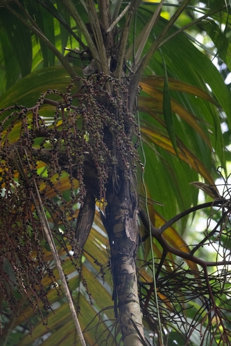 Geonoma Interrompida de Vaso