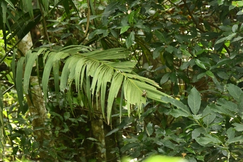 Geonoma Interrompida de Vaso