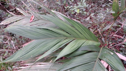 Geonoma Interrompida de Vaso