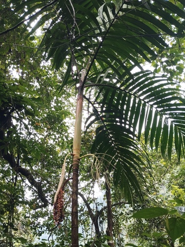 Pinanga de Java Altiva