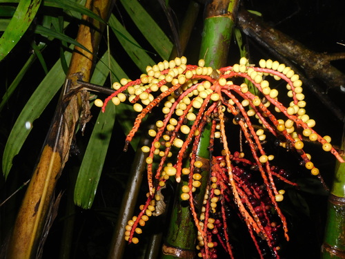 Pinanga de Java Altiva