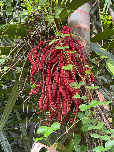 Pinanga Insigne Escultural