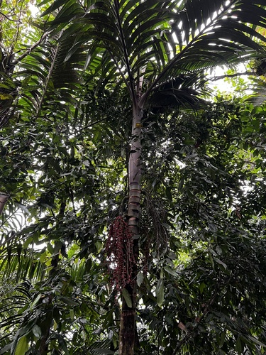 Pinanga Insigne Escultural