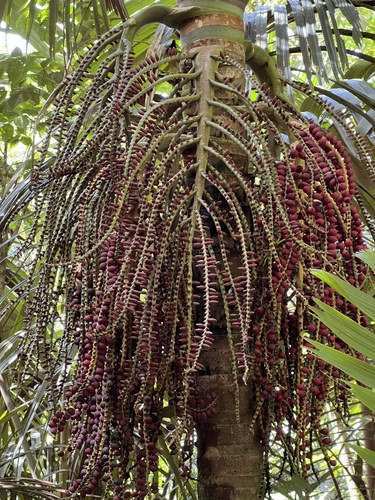 Pinanga Insigne Escultural