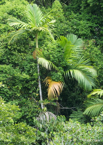 Pinanga Insigne Escultural