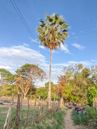 Palmeira Carnaúba do Ceará