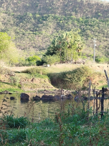 Palmeira Carnaúba do Ceará