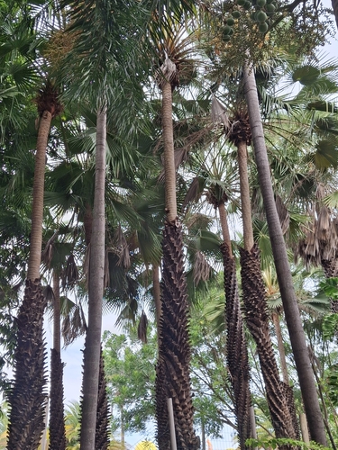 Palmeira Carnaúba do Ceará