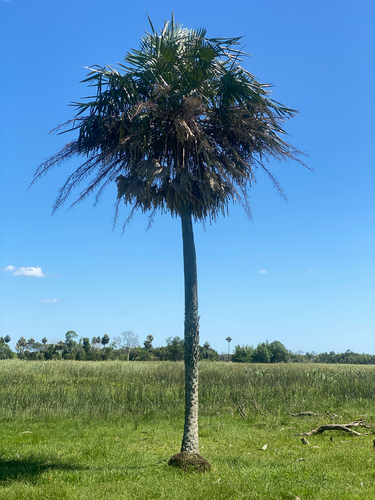 Palmeira Carandá do Pantanal