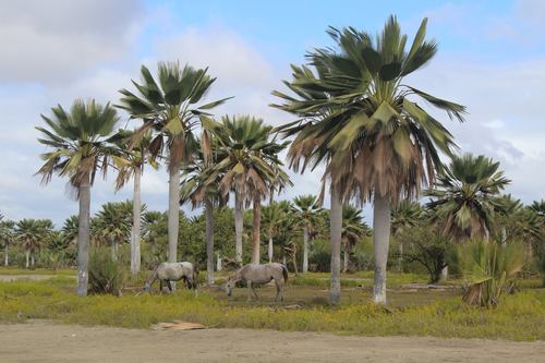 Palmeira Carnaúba Gigante de Cuba