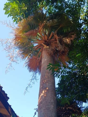 Palmeira Yarey de Cuba Monumental