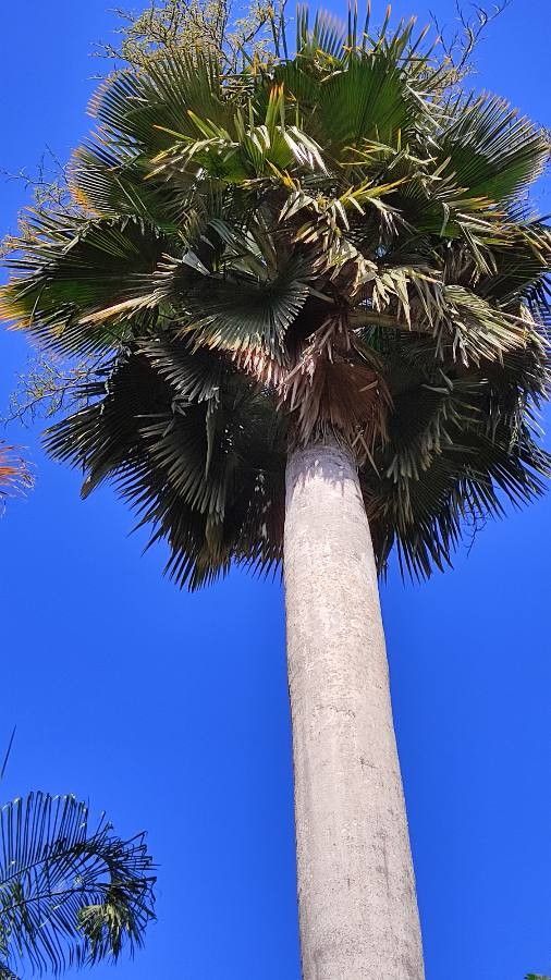 Palmeira Yarey de Cuba Monumental