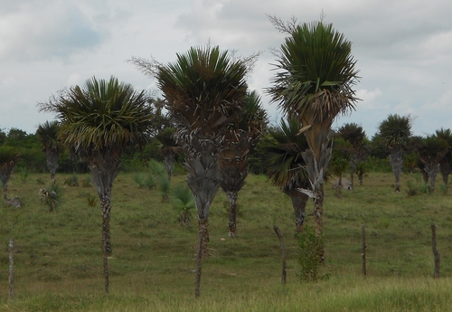Palmeira Carnaúba Rígida de Cuba