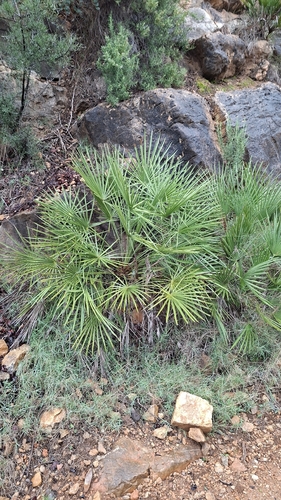 Palmeira Leque da Europa (Touceira)