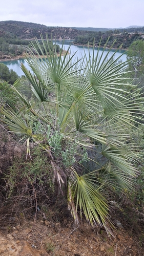 Palmeira Leque da Europa (Touceira)