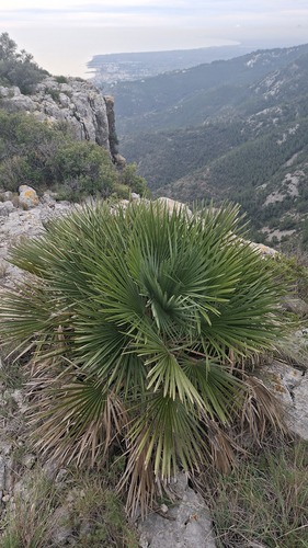 Palmeira Leque da Europa Azul (Cerifera)
