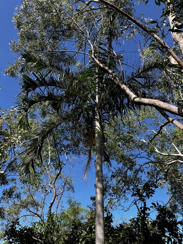 Palmeira Carpentaria Australiana