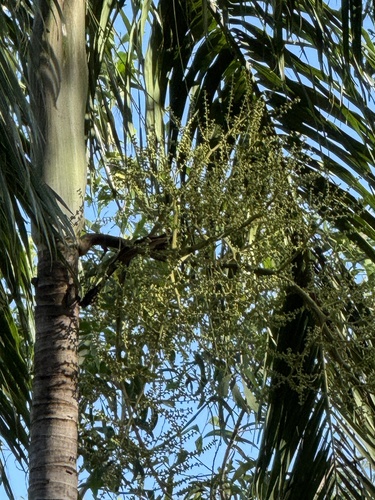 Palmeira Carpentaria Australiana