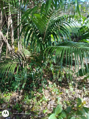 Palmeira Carpentaria Australiana