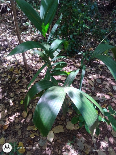 Palmeira Carpentaria Australiana