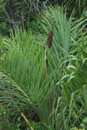 Palmeira Guriri de Restinga (Caxandó)