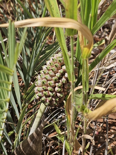 Pindaíba do Cerrado (Allagoptera)