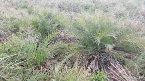 Pindaíba do Cerrado (Allagoptera)