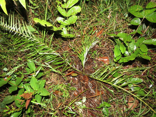 Pindaíba do Cerrado (Allagoptera)