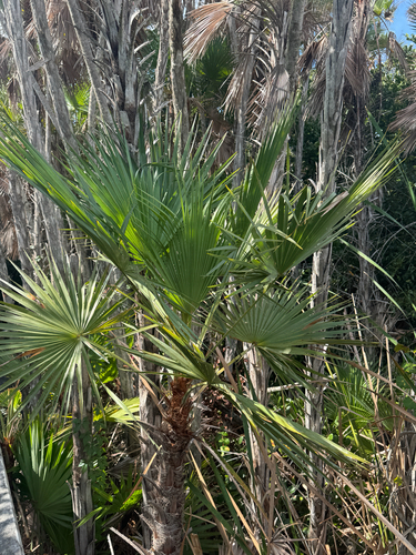 Palmeira de Everglades (Paurotis)