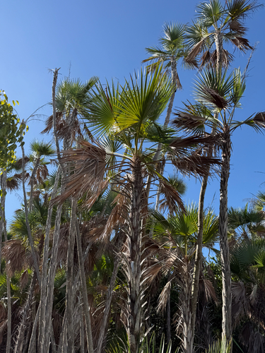 Palmeira de Everglades (Paurotis)