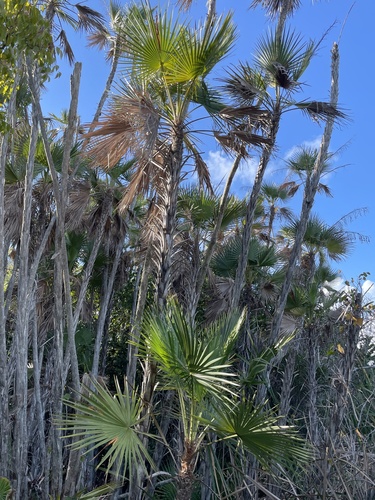 Palmeira de Everglades (Paurotis)