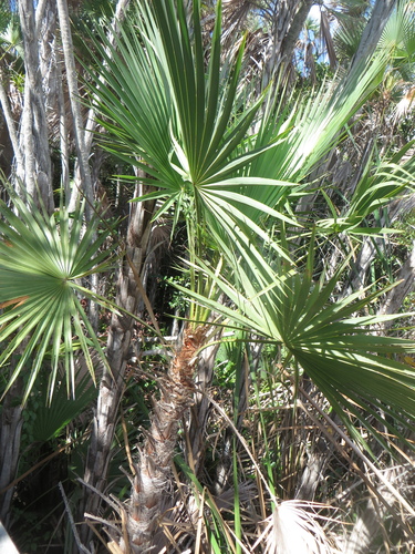 Palmeira de Everglades (Paurotis)