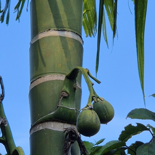 Palmeira Betel de Vaso